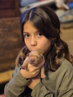 Cuccioli
