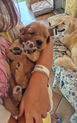 Cuccioli