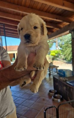 Cuccioli