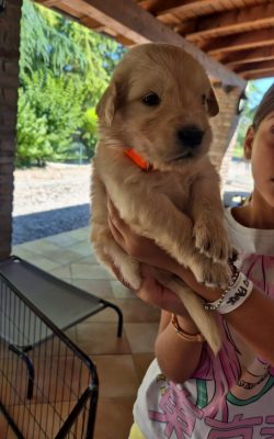 Cuccioli