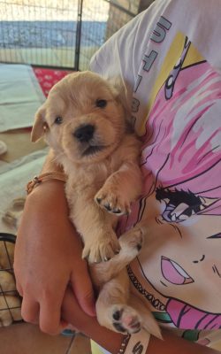 Cuccioli