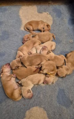 Cuccioli