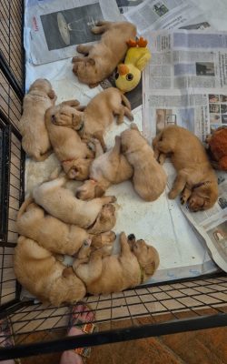Cuccioli