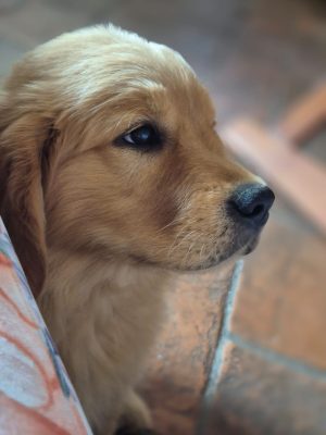 Mademoiselle Coco Chanell Sleeeping Beauty Golden alias Chanel