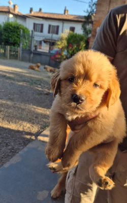 Cucciolo disponibile