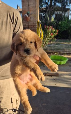 Cucciolo disponibile